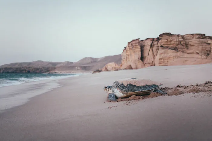 My Photos Will Make You Want To Pack Immediately And Travel To Oman