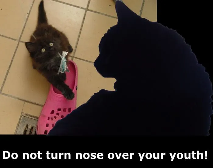 My Cat Is More Famous Than Me