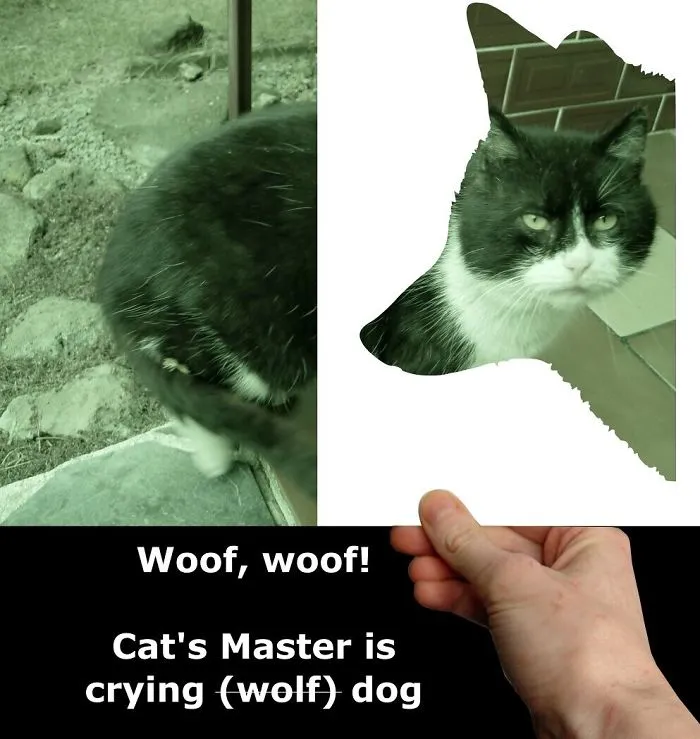 My Cat Is More Famous Than Me