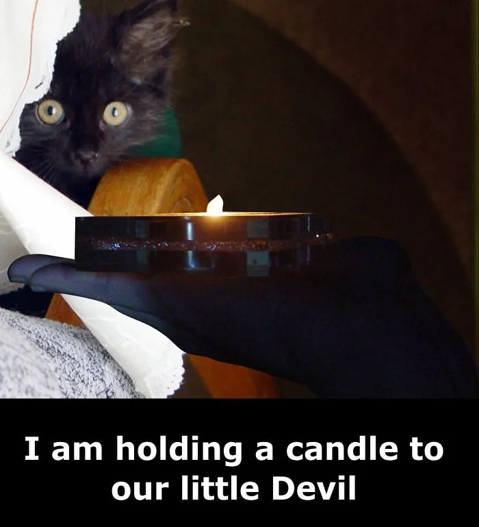 My Cat Is More Famous Than Me