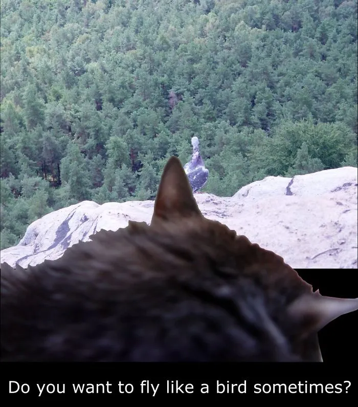 My Cat Is More Famous Than Me