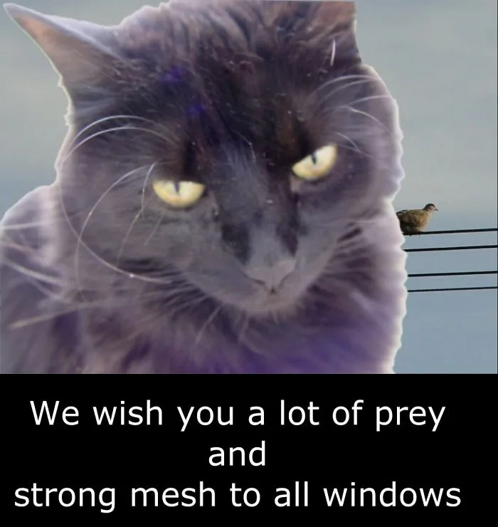 My Cat Is More Famous Than Me