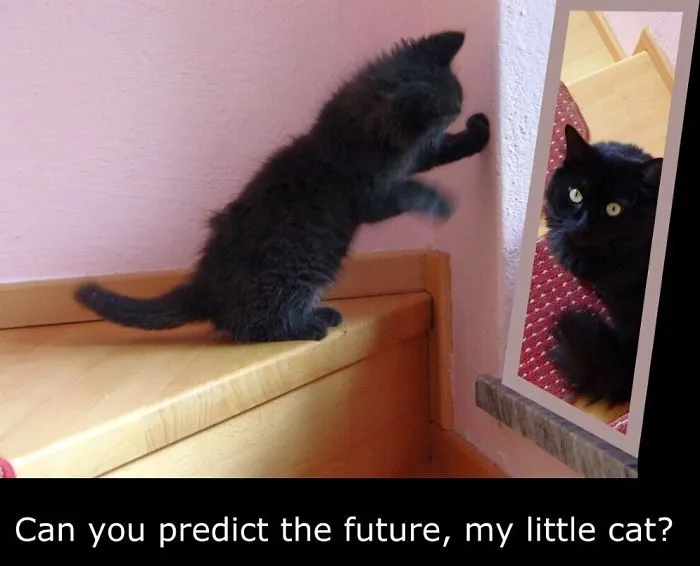 My Cat Is More Famous Than Me