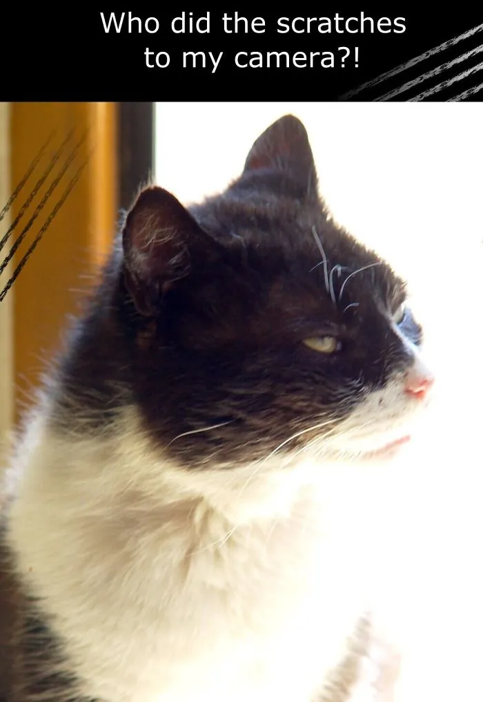 My Cat Is More Famous Than Me