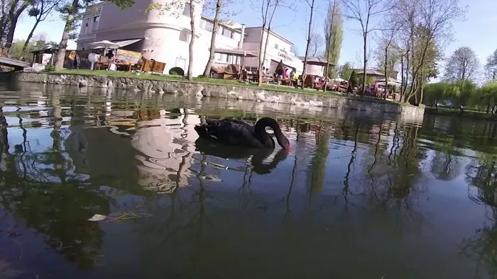 First Time The Black Swans Came To Cluj-Napoca. A Pair Found Their Home On Lake Chios