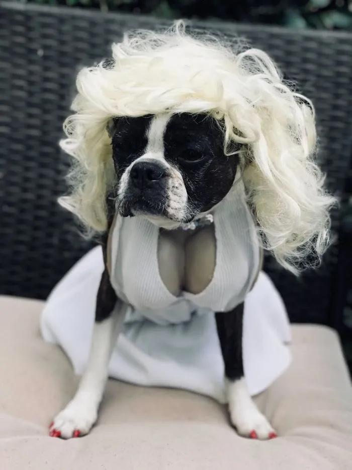 My Dog’s Halloween Costume, Sent By My Mom