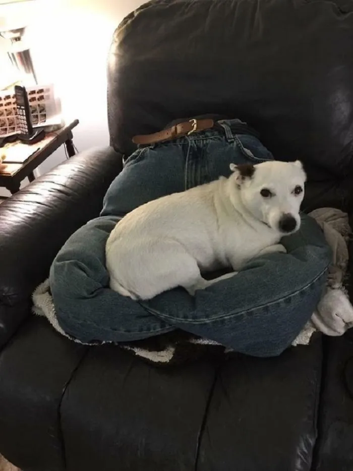 My Doggo Isn’t Totally Convinced With The Makeshift Lap I Made Him For When I’m Gone