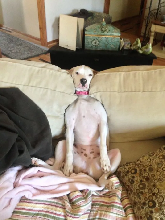 My Dog Tried To Jump Off The Couch To Greet Me, But She Fell Backwards And Got Stuck In The Cushions