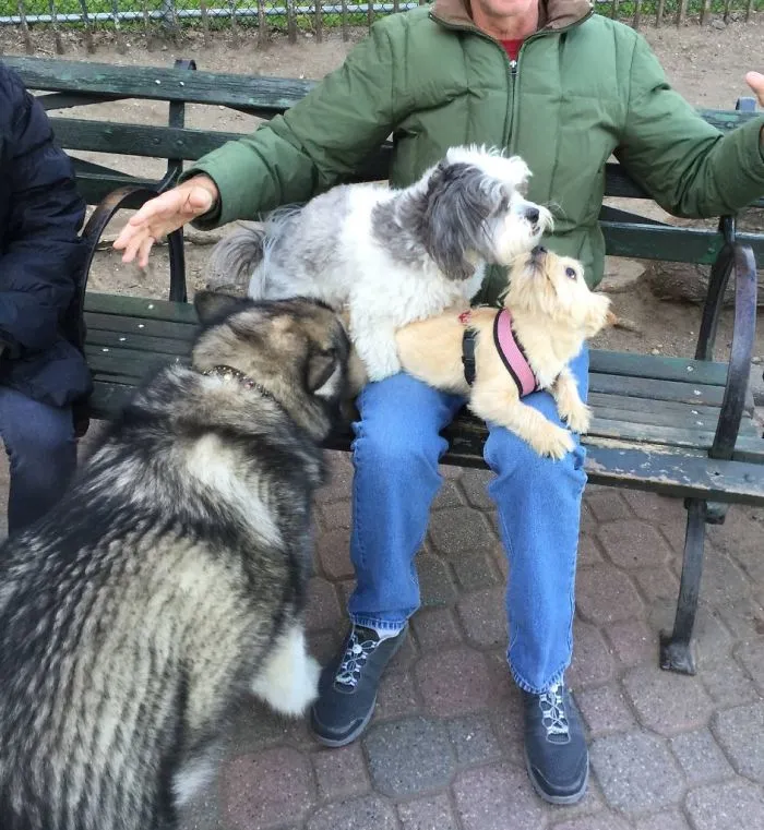My Dad Came To The Dog Park With My Dog And Me, And This Happened On His Lap