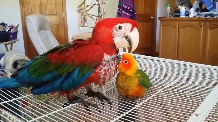 Super Cute And Funny Parrots Compilation 2018