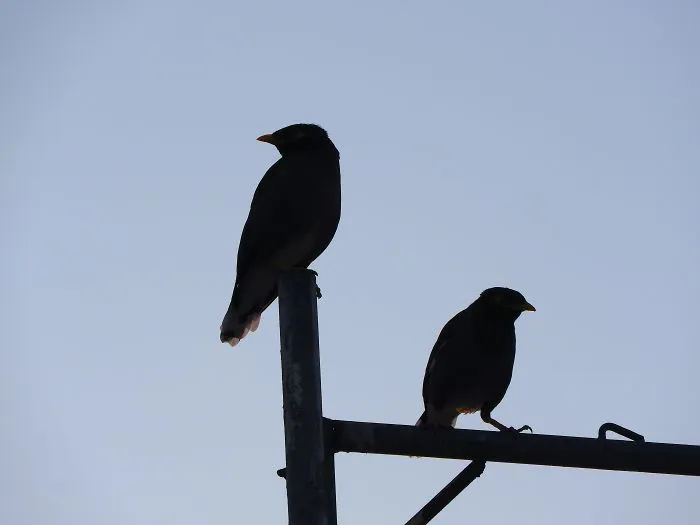 Started Shooting On My Rooftop Near Sunset For 4 Months And Got Amazing Silhouettes