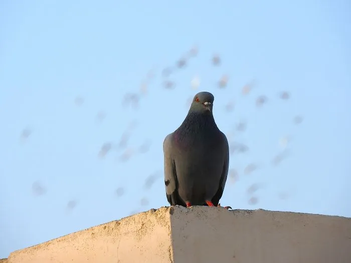Started Shooting On My Rooftop Near Sunset For 4 Months And Got Amazing Silhouettes