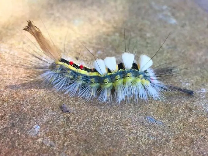 So Many People Have Been Shocked To Find These Creatures And Plants In The Appalachian Mountains....but Why?