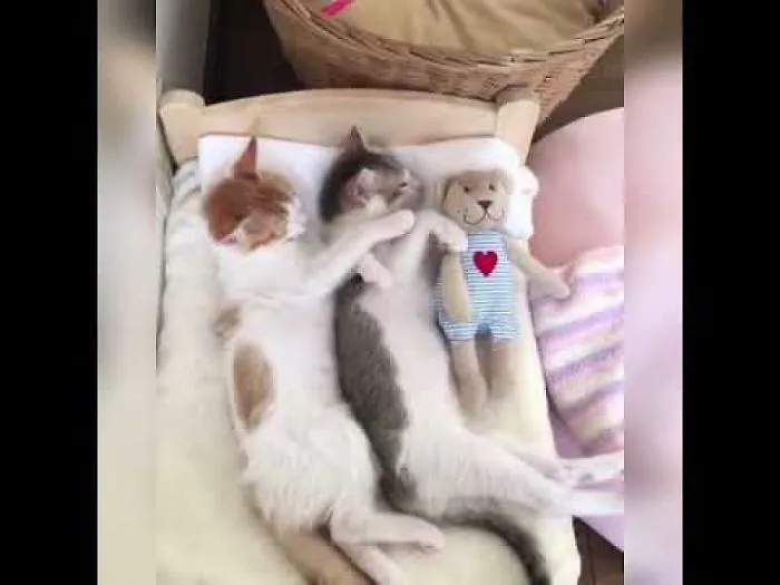 I Made This Cute Kitty Compilation