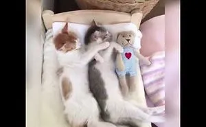 I Made This Cute Kitty Compilation