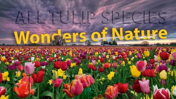 Wonders Of Nature: Flowers. The Multitude Of Colors Of All Tulip Species In Europe