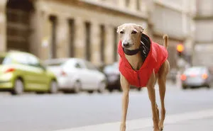 The Dog Called Prozac Makes Life More Bearable.