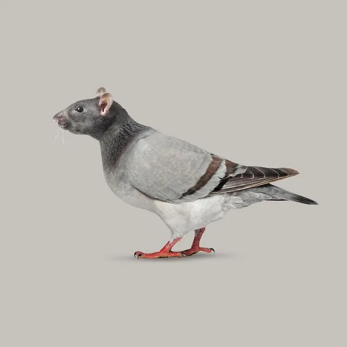 Artist Makes Incredible Manipulations That Will Surely Mess With Your Head