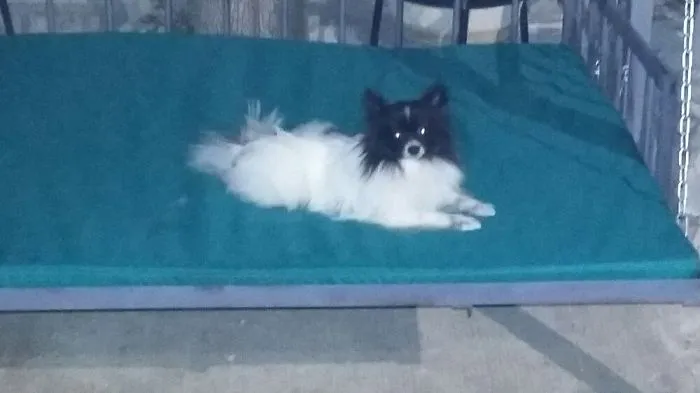 Pandita