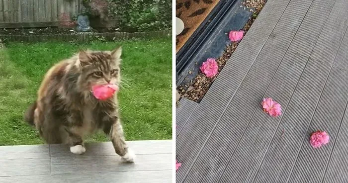 Woman Finally Films The Mysterious 'Lover' That Has Been Bringing Her Flowers, And It's Not What She Expected