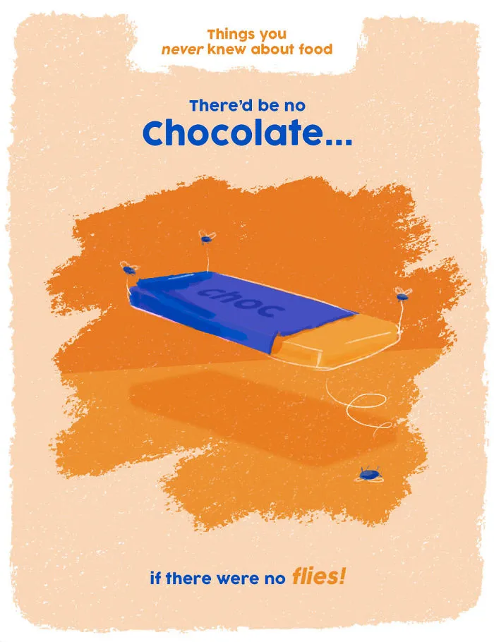 Without Flies, There Would No Chocolate