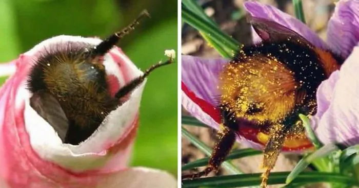 Someone Noticed How Cute Bumblebee Butts Are, And Now We Can't Get Enough