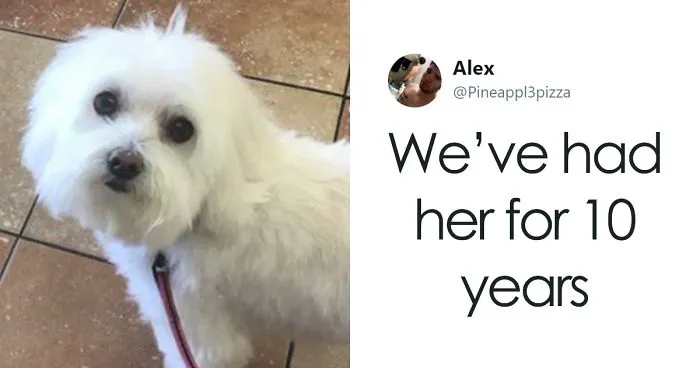 Son Notices Something Weird When His Dad Picks Dog Up From Groomer, And People Are Dying From Laughter