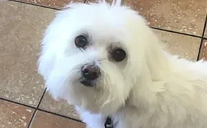 Son Notices Something Weird When His Dad Picks Dog Up From Groomer, And People Are Dying From Laughter
