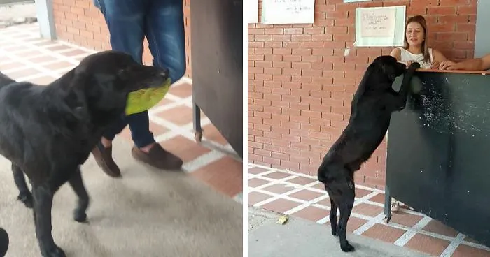After Seeing Students Use Money To Buy Food, Dog Uses Leaves To Get Some Too