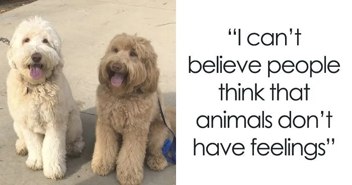 Owner Left In Tears After Her Dog Was Accidentally Reunited With His Sibling