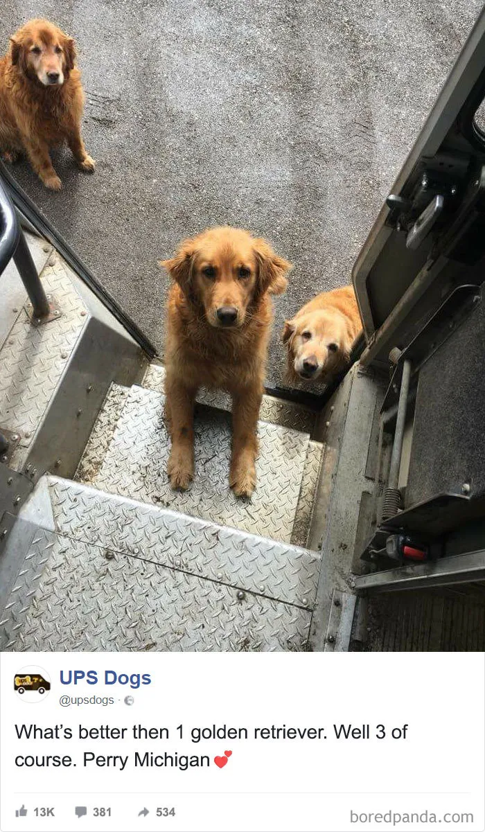 ¿Qué es mejor que un golden retriever? Pues 3