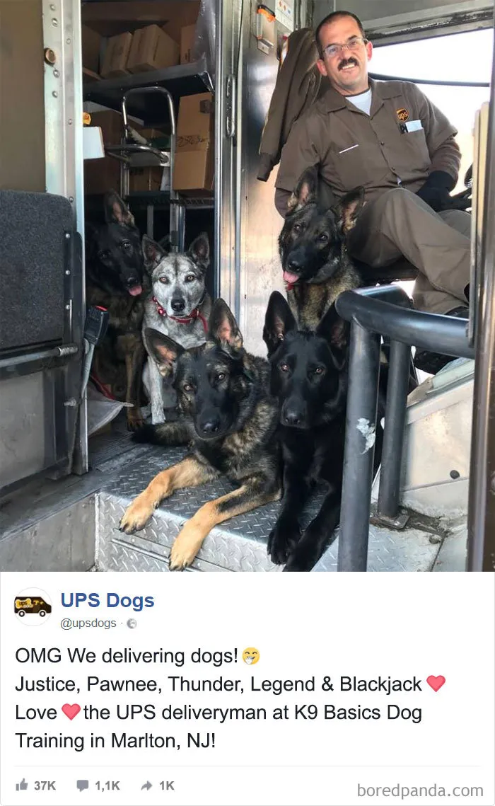 Ahora repartimos perros
