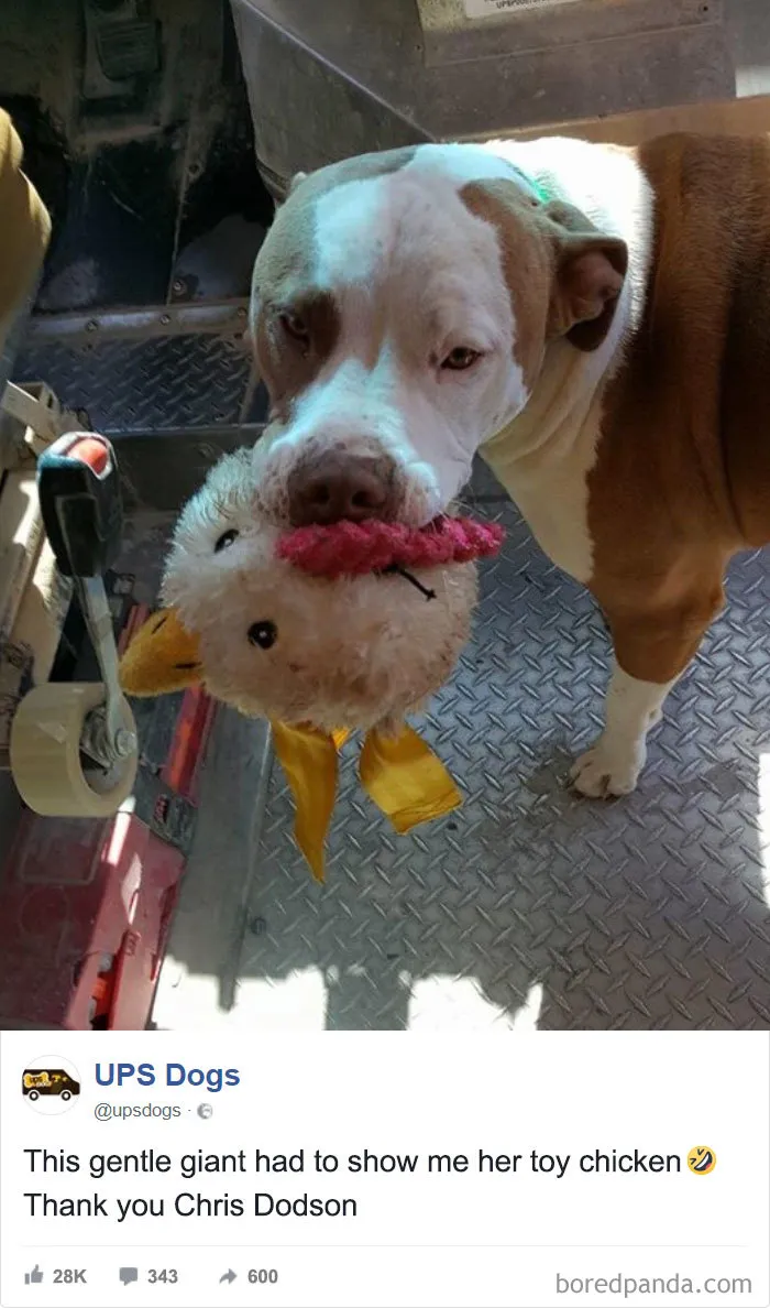 Este amable gigante me ha enseñado su pollo de peluche