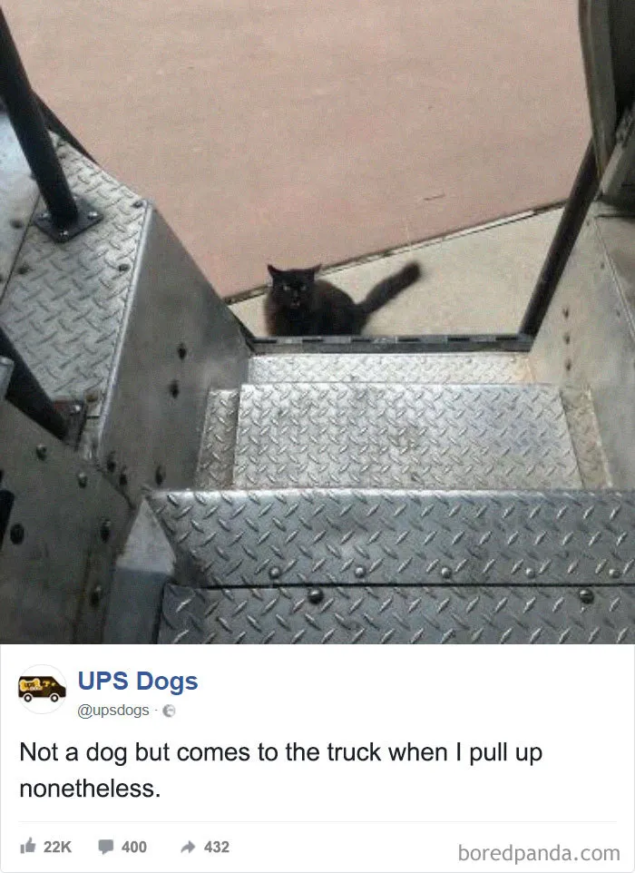 No es un perro pero siempre viene hacia el camión cuando paro