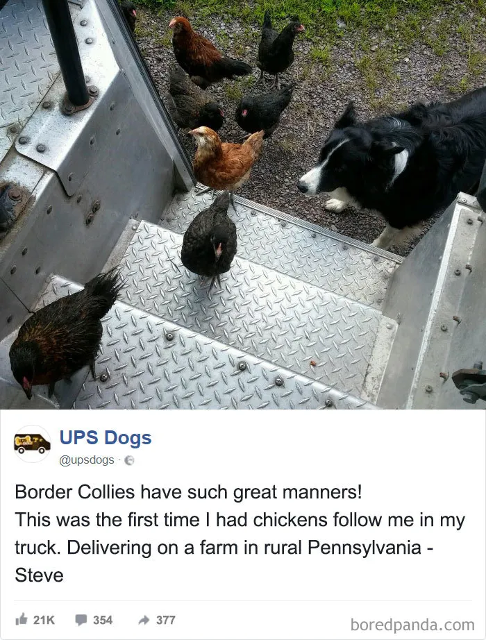 La primera vez que unos pollos me siguen al camión