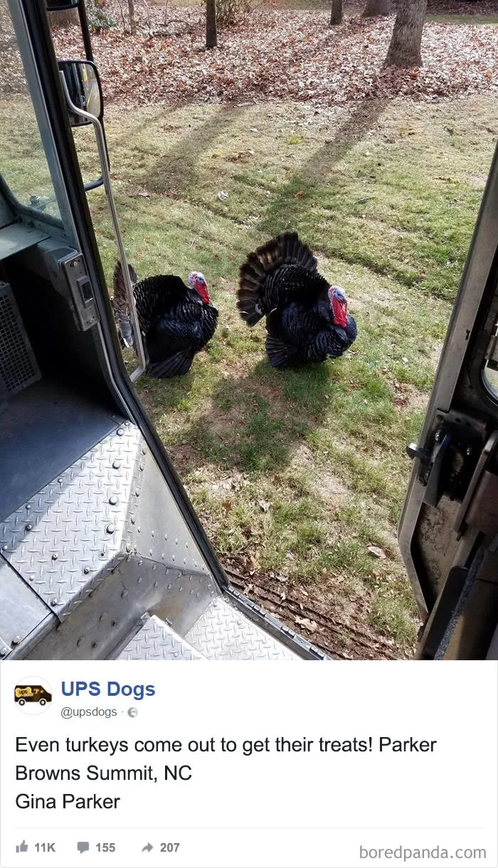 Hasta los pavos vienen a por golosinas