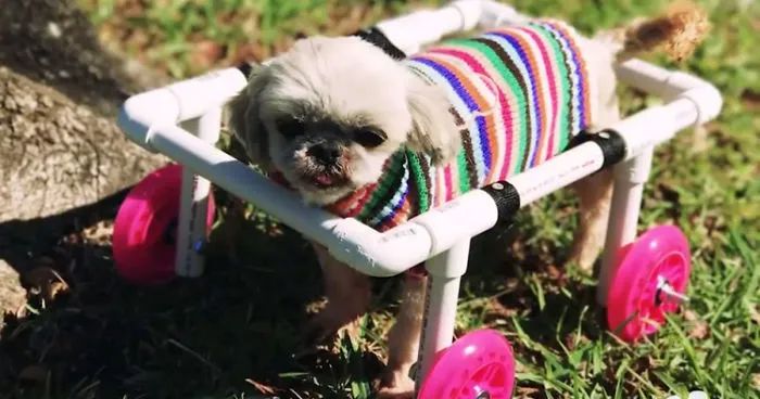 Woman Is Determined To Help Disabled Puppy Walk Again