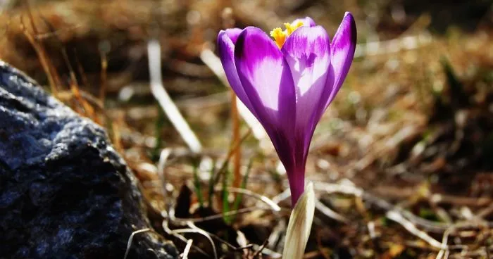 Close To My Heart, Places Covered With Carpets Of Beautiful Flowers