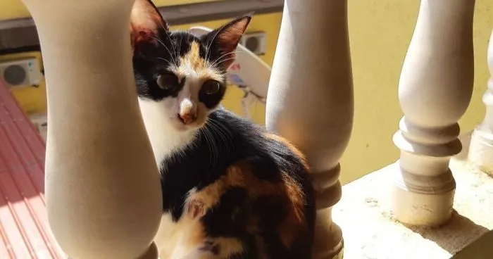 The Story Of April - The Warrior Cat