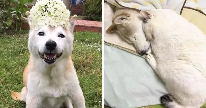 Leaving His Best Cat Friend Alone, The Dog With Alzheimer Went To Heaven…