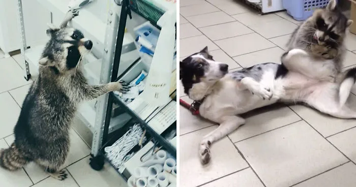 This Raccoon That “Works” At A Vet Clinic In Russia Has A Special Ability To Calm Sick Dogs