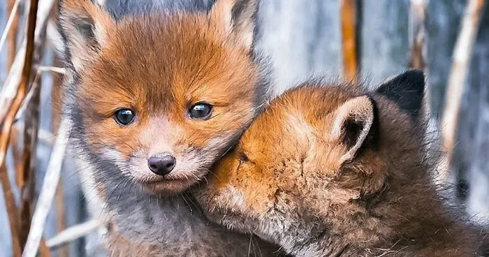 Finnish Photographer Shoots Foxes, And We Can’t Finnish Looking At Them