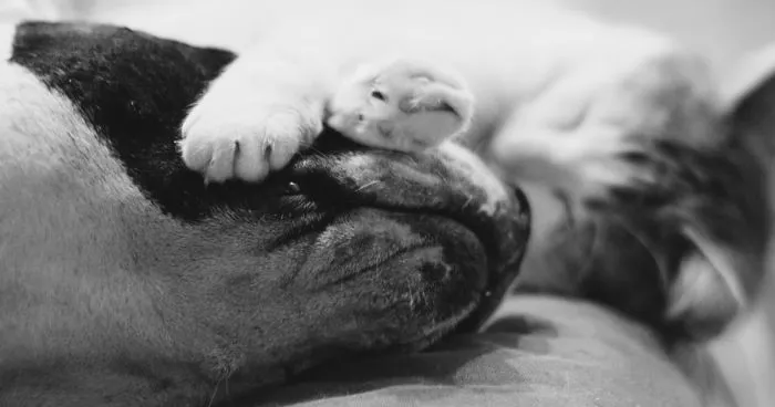 I Documented The 10 Year Friendship Of My American Staffie And Adopted Kitten And This Is What It Looks Like
