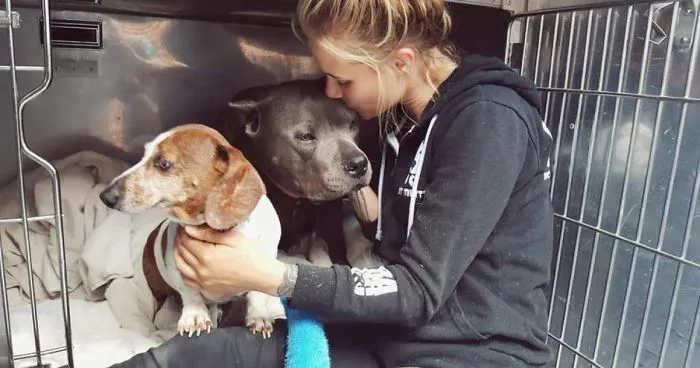 Blind Dachshund And His Guide Dog Pit Bull Finally Reunited After They Were Split Up During Adoption