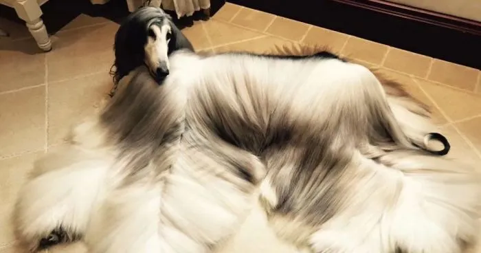 Man Spends Thousands Of Dollars Trying To Keep His Dog's Hair Stylish Every Single Day