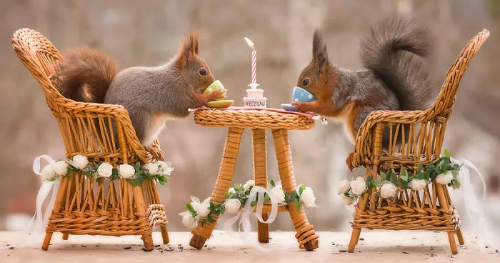 Wild Red Squirrels Get A Royal Wedding