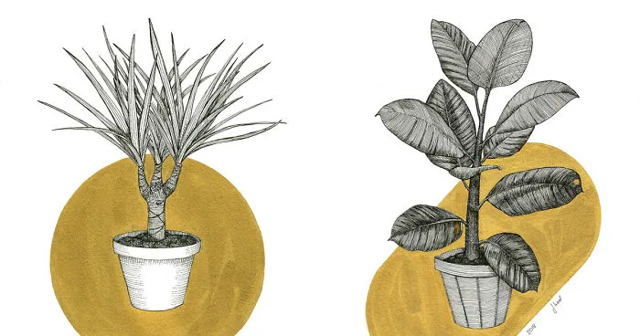 I Use My Plant Obsession To Create Art And You Can Join!