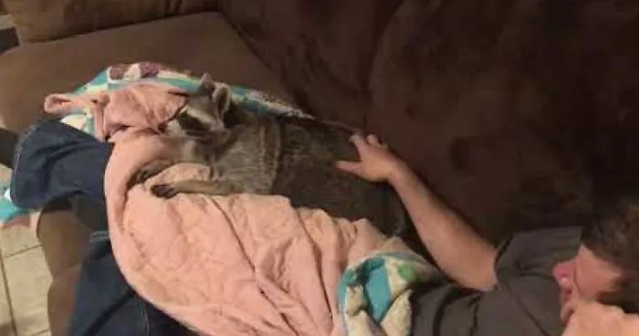 This Raccoon Does Not Want His Owner To Stop Cuddling Him, And His Reaction Is Adorably Cute