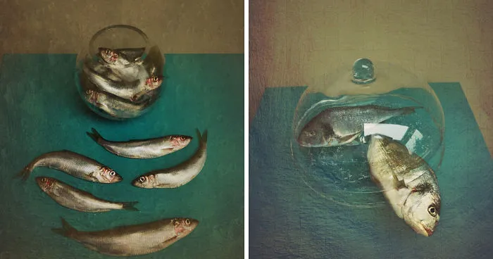 The Beauty Of Still Life