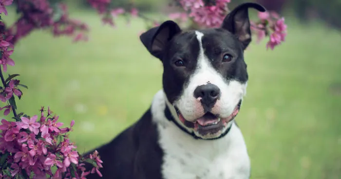 I Photographed Dogs In The Spring Blossoms